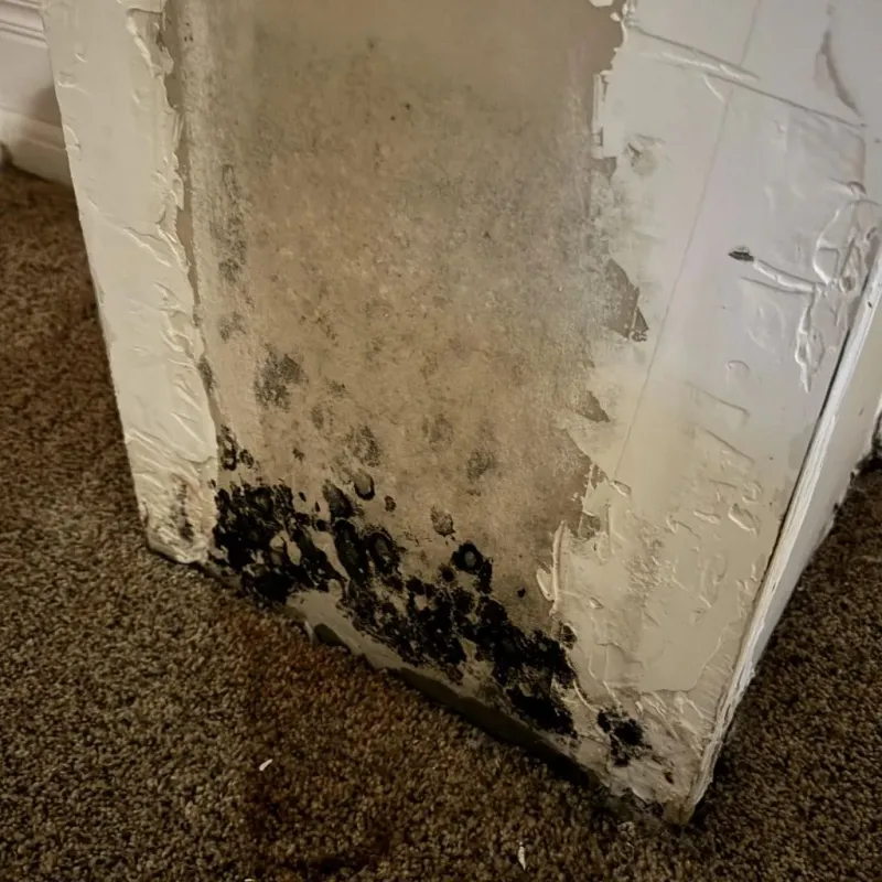 Professional Mold Removal in Georgetown, CA